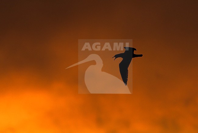 Zilvermeeuw vliegend bij zonsondergang; Herring Gull flying at sunset stock-image by Agami/Menno van Duijn,