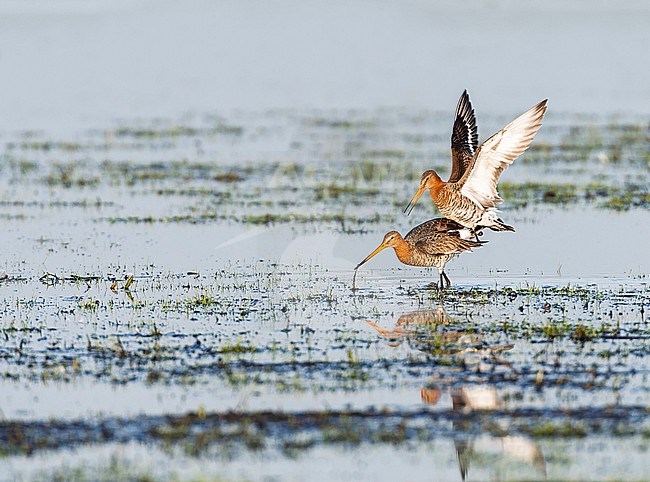 Black-tailed Godwit (Limosa limosa) in the Netherlands. Mating pair of godwits. stock-image by Agami/Marc Guyt,