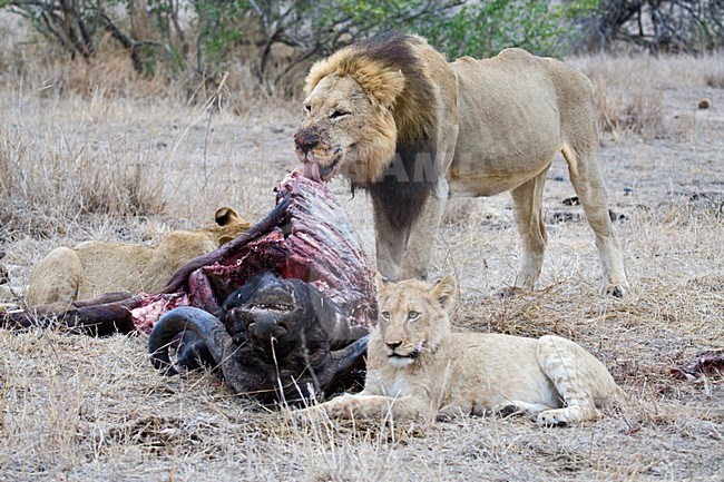 Afrikaanse Leeuw, African Lion, Panthera leo stock-image by Agami/Marc Guyt,
