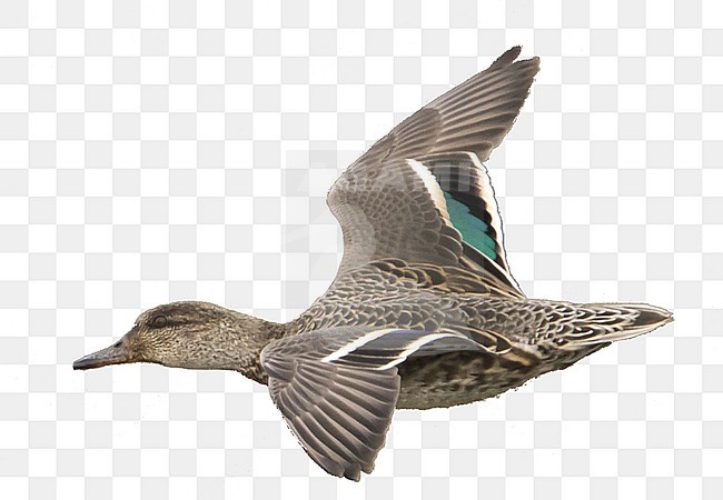 Eurasian Teal - Krickente - Anas crecca, Germany, 1st cy, female stock-image by Agami/Ralph Martin,
