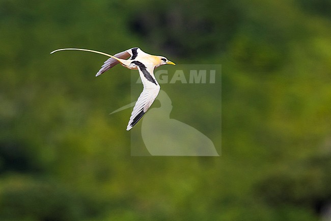  stock-image by Agami/Vincent Legrand,