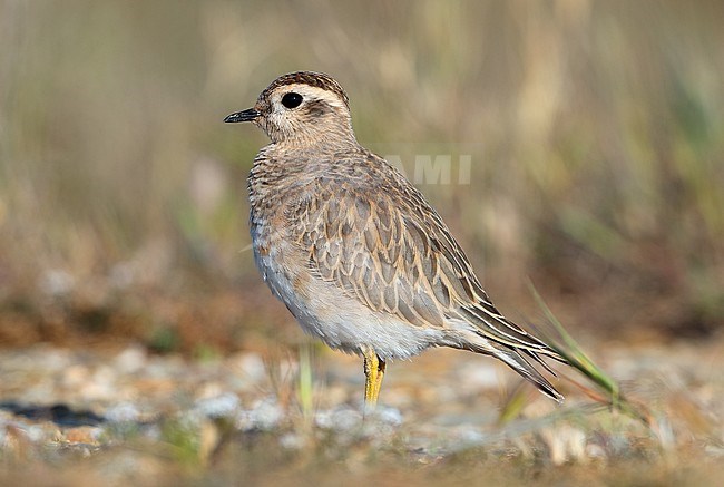Second calendar year Eurasian Dotterel (Charadrius morinellus) during spring migration at Hyeres in France. stock-image by Agami/Aurélien Audevard,
