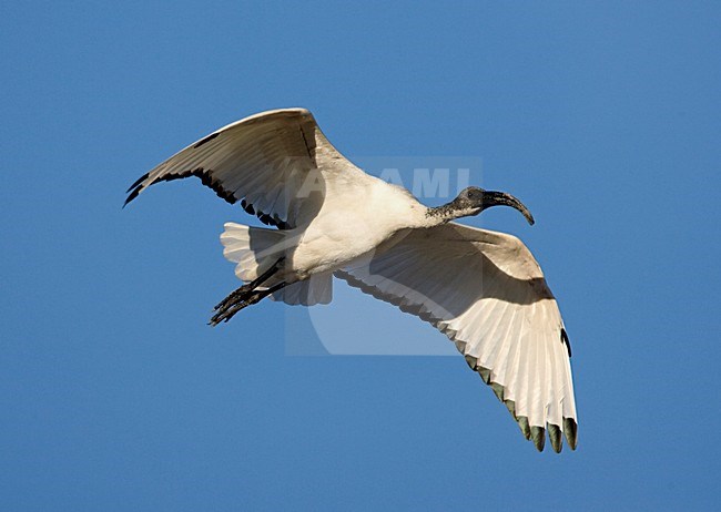 Heilige Ibis in de vlucht; African Sacred Ibis in flight stock-image by Agami/Marc Guyt,