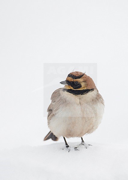 Atlasstrandleeuwerik zittend in de sneeuw; Atlas Horned Lark perched in the snow stock-image by Agami/Markus Varesvuo,