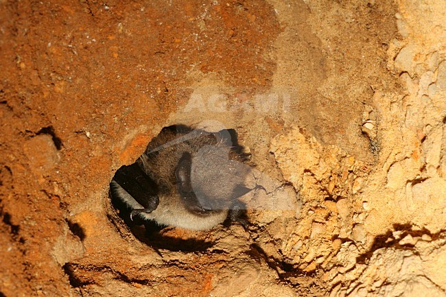 Slapende Baardvleermuis; Sleeping Whiskered Bat stock-image by Agami/Theo Douma,