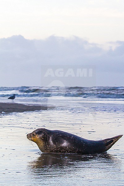 Common Seal, Phoca vitulina, immature animal resting on the beach with high tide at sunset during storm. Seal in the foreground with Herring Gull in the background of the coastal landscape. stock-image by Agami/Menno van Duijn,