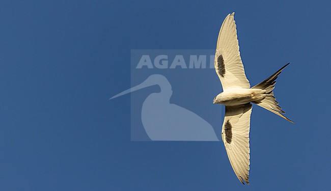 Scissor-tailed Kite (Chelictinia riocourii) in Senegal. stock-image by Agami/Ian Davies,