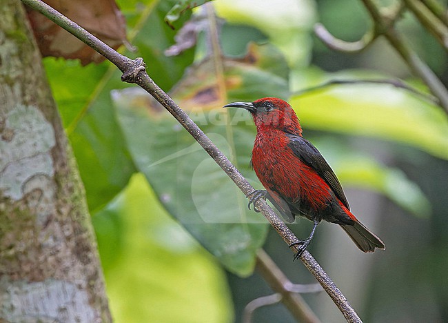 Cardinal myzomela (Myzomela cardinalis) on the Solomon Islands. stock-image by Agami/Pete Morris,