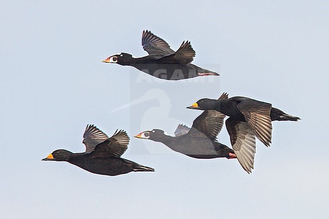 Black Scoters (Melanitta americana) together with Surf Scoters flying over the Hudson's Bay in Churchill, Manitoba Canada. stock-image by Agami/Glenn Bartley,