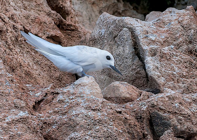 Atlantic white tern, Gygis alba alba) in the atlantic ocean. Also known as Fairy tern of White Noddy. Adult perched on rock at its nest. stock-image by Agami/Marc Guyt,