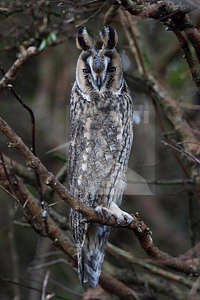 Ransuil, Long-eared Owl, Asio otus stock-image by Agami/Hugh Harrop,