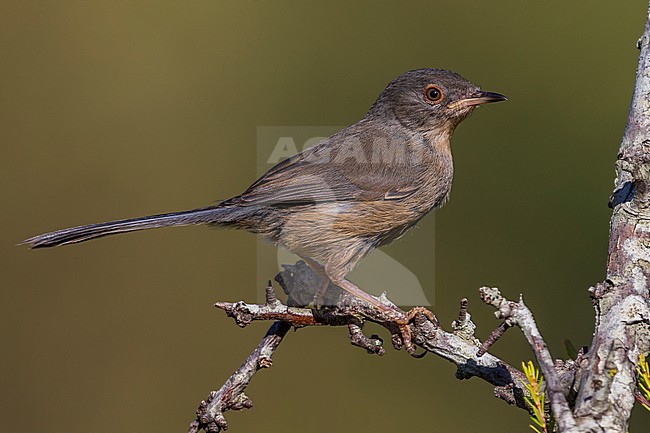 Immature Dartford Warbler stock-image by Agami/Daniele Occhiato,