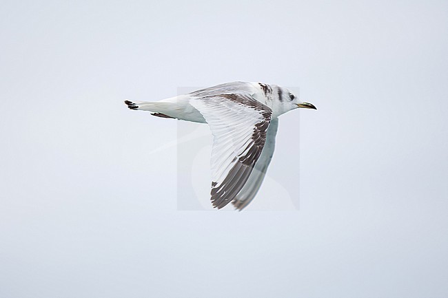 second calendar year or first winter black-legged kittiwake (Rissa tridactyla) in flight, found offshore at North Sea in German Bight stock-image by Agami/Mathias Putze,