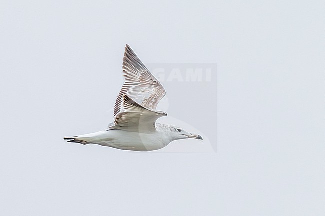 1st cycle Pallas's Gull
(Ichthyaetus ichthyaetus) flying over the shore of Shirvan NP, Azerbijan. stock-image by Agami/Vincent Legrand,
