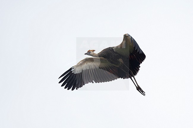 juvenile Black Crowned Crane (Balearica pavonina) in flight, found at Alemgono Wetland in Kafa Biosphere Reserve in Ethiopia stock-image by Agami/Mathias Putze,