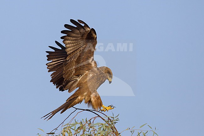 Zwarte Wouw landend in boom; Black Kite landing in tree stock-image by Agami/Daniele Occhiato,
