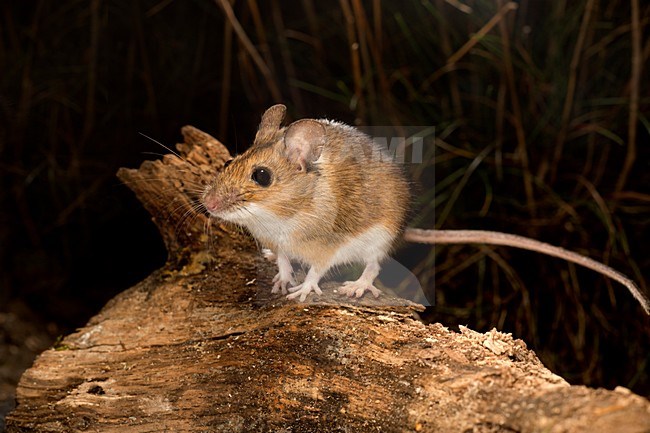 Grote Bosmuis, Yellow-necked mouse, Apodemus flavicollis stock-image by Agami/Theo Douma,