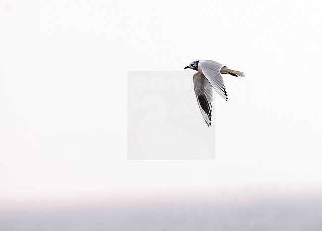 Saunder's Gull (Saundersilarus saundersi) adult in flight in winter stock-image by Agami/Thierry Quelennec,