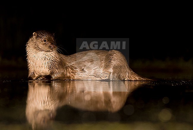 European Otter (Lutra Lutra) forging at night stock-image by Agami/Alain Ghignone,