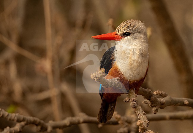 Grey-headed Kingfisher (Halcyon leucocephala) is very common on most islands of Cape Verde stock-image by Agami/Eduard Sangster,