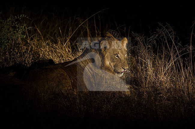 A young male lion, Panthera leo, resting at night. Mala Mala Game Reserve, South Africa. stock-image by Agami/Sergio Pitamitz,