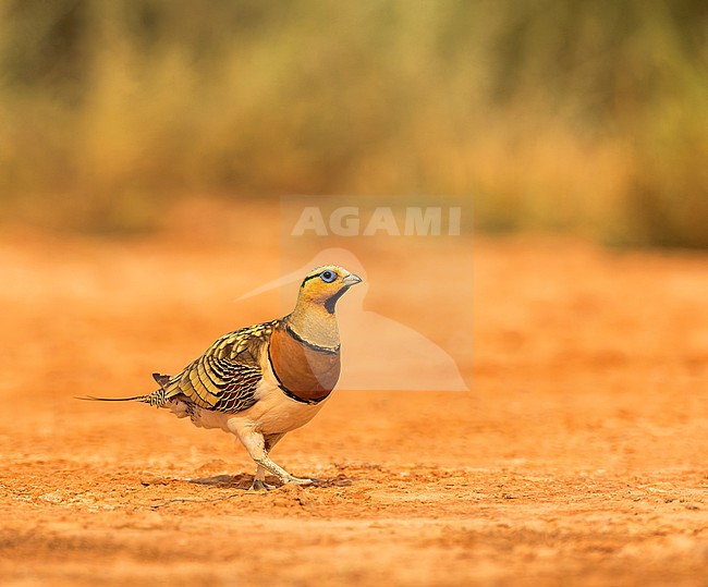 Pin-tailed Sandgrouse (Pterocles alchata) on the steppes of Belchite, Spain. stock-image by Agami/Marc Guyt,