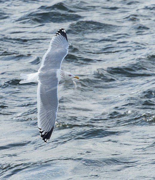 Adult Vega Gull (Larus vegae) during early spring in Japan. stock-image by Agami/Marc Guyt,