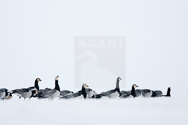 Groep Brandganzen in de sneeuw; Group of Barnacle Geese in snow stock-image by Agami/Menno van Duijn,