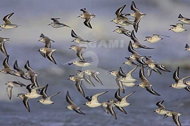 Drieteenstrandlopers in vlucht; Sanderlings in flight stock-image by Agami/Menno van Duijn,