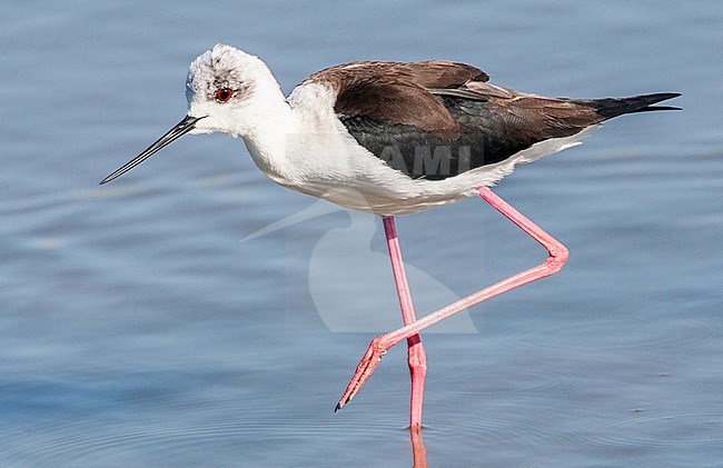 Black-winged Stilt (Himantopus himantopus) preening at the Skala Kalloni Salt Pans, on the island of Lesvos, Greece stock-image by Agami/Marc Guyt,