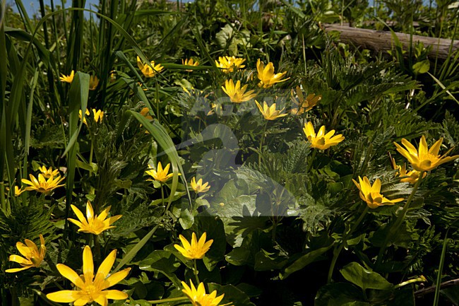 Bloeiend Gewoon speenkruid, Flowering Lesser celandine stock-image by Agami/Wil Leurs,