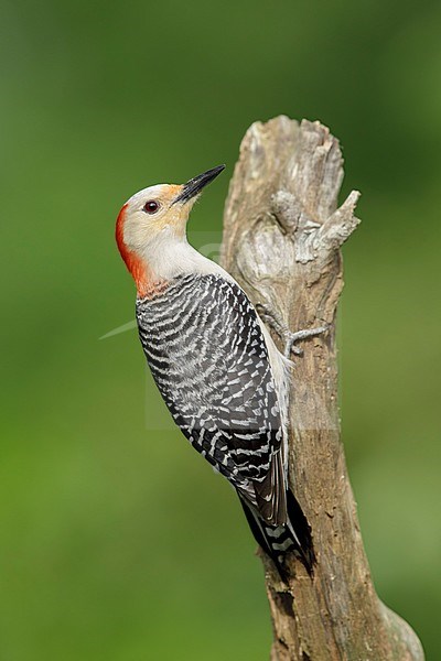 Adult female Red-bellied Woodpecker (Melanerpes carolinus) perched against a tree in Harris County, Texas, USA. stock-image by Agami/Brian E Small,