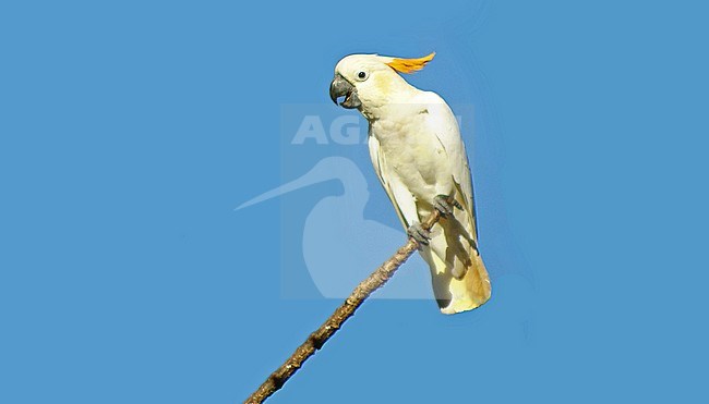 Calling Citron-crested Cockatoo (Cacatua citrinocristata) on Sumba island in the Banda Sea, Indonesia. Critically Endangered. stock-image by Agami/James Eaton,