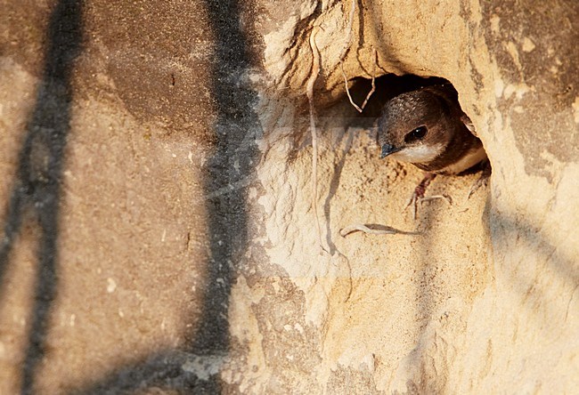 Oeverzwaluw bij nesthol; Sand Martin at nest opening stock-image by Agami/Markus Varesvuo,