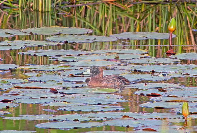 Masked Duck, Nomonyx dominicus, in northern Peru. stock-image by Agami/Pete Morris,