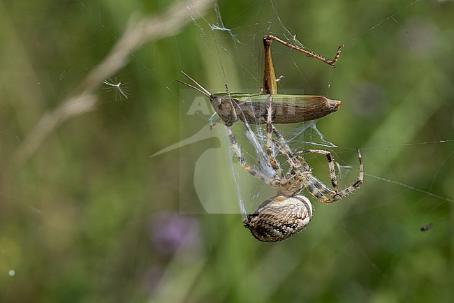 garden spider (araneus diadematus) caught an european steppe grasshopper (chorthippus dorsatus) in its net, found in Südheide in Lower Saxony, Germany stock-image by Agami/Mathias Putze,