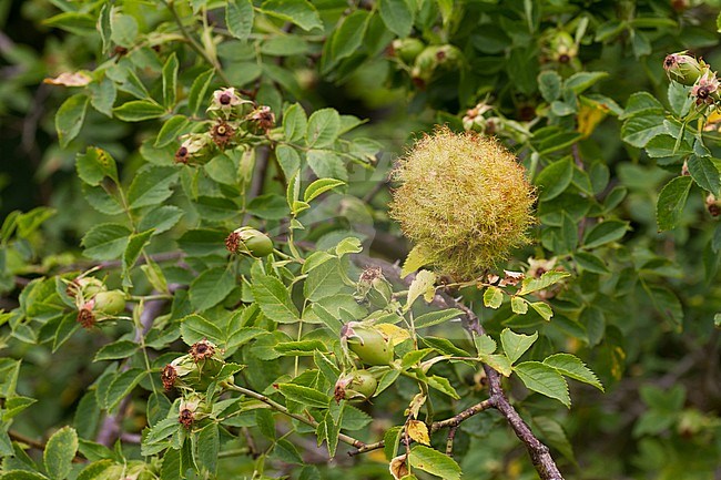 Diplolepis rosae - Rose bedeguar gall - Gemeine Rosengallwespe, Germany (Baden-Württemberg), gall stock-image by Agami/Ralph Martin,