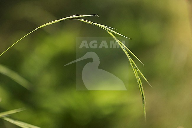 False Brome stock-image by Agami/Wil Leurs,