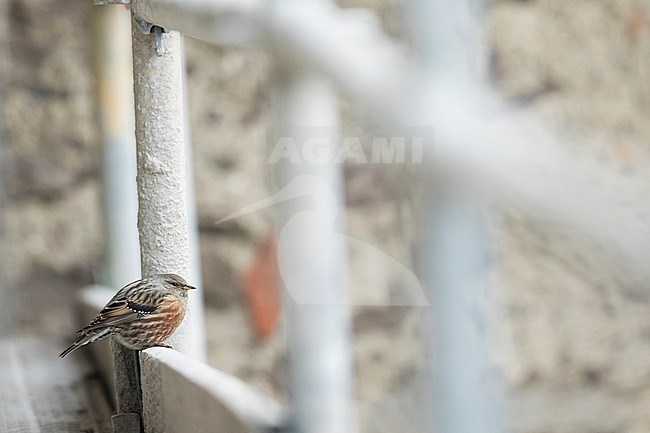 Alpine Accentor (Prunella collaris collaris) perched on a fench stock-image by Agami/Ralph Martin,