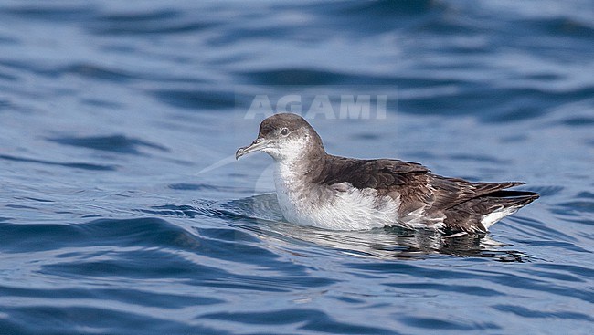 Manx Shearwater (Puffinus puffinus) swimming in the ocean stock-image by Agami/Ian Davies,