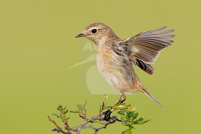 European Stonechat (Saxicola rubicola), side view of an adult female standing on a branch, Campania, Italy stock-image by Agami/Saverio Gatto,
