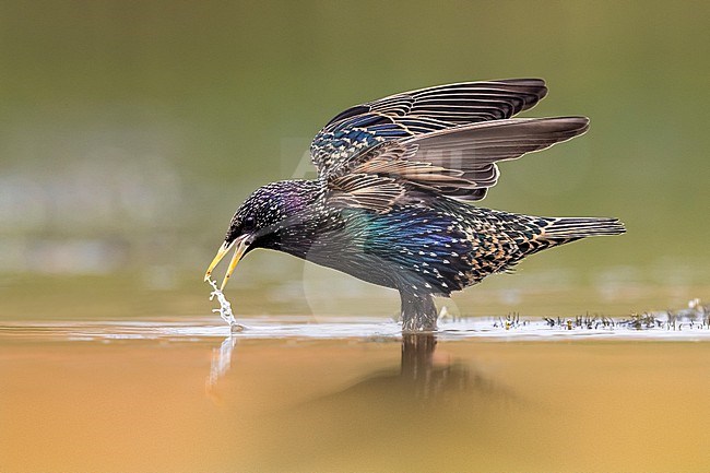 Common Starling (Sturnus vulgaris) at water edge in Italy. Drinking water. stock-image by Agami/Daniele Occhiato,