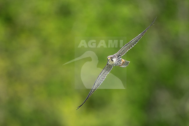 Eurasian Hobby (Falco subbuteo) flying in front of green background in Switzerland. stock-image by Agami/Marcel Burkhardt,