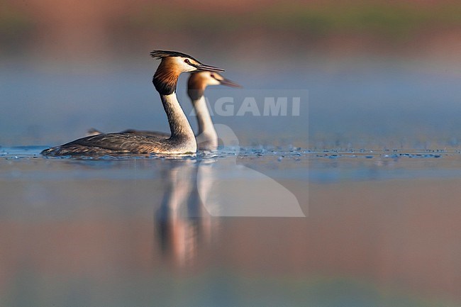 Great Crested Grebe (Podiceps cristatus) swimming in breeding plumage. Two grebes swimming together. stock-image by Agami/Daniele Occhiato,