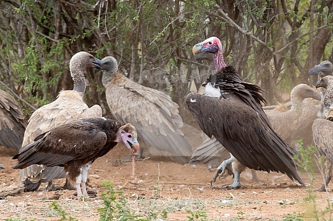 Lappet-faced vulture (Torgos tracheliotos), adult standing on the ground among other vultures, Mpumalanga, South Africa stock-image by Agami/Saverio Gatto,