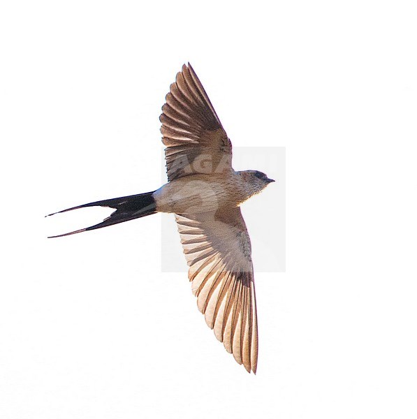 Adult Red-rumped Swallow (Cecropis rufula) in spring on the island on Lesvos, Greece. Flying with backlight, seen from below. stock-image by Agami/Marc Guyt,