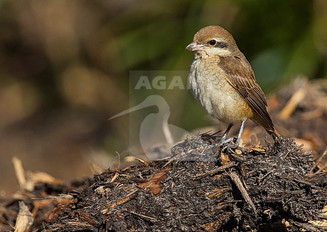 Tweede kalenderjaarBruine Klauwier, Second calendar-year Brown Shrike stock-image by Agami/Wil Leurs,