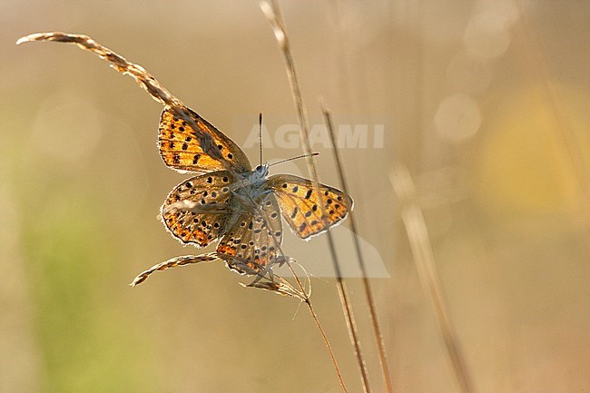 Bruine vuurvlinder / Sooty Copper (Lycaena tityrus) stock-image by Agami/Wil Leurs,