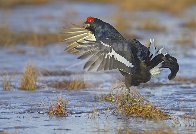 Black Grouse male calling with wings raised; Korhoen man roepend met geheven vleugels stock-image by Agami/Jari Peltomäki,