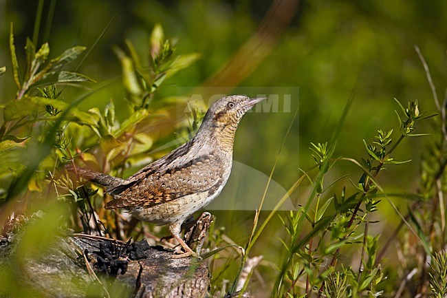 Eurasian Wryneck perched on branch; Draaihals zittend op tak stock-image by Agami/Markus Varesvuo,